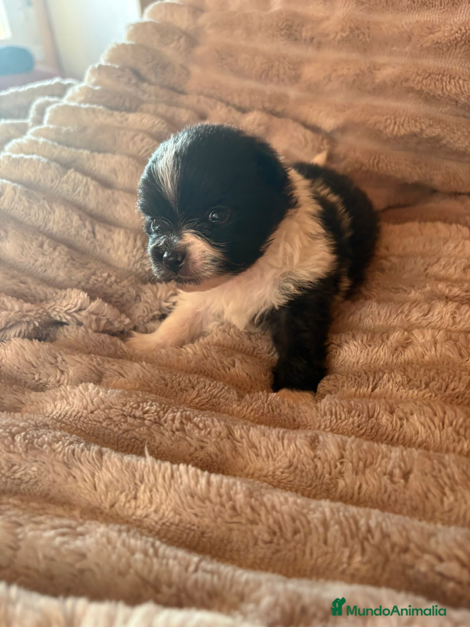 Pomerania perros Pele y Mele ya son papas , lulu pomerania toy  - Anuncio 2