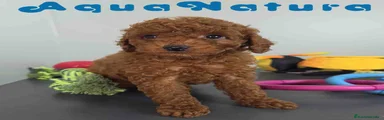 Caniche