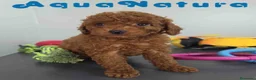 Caniche Toy perros en venta: Caniche Macho 1915 AQUANATURA - Anuncio 5