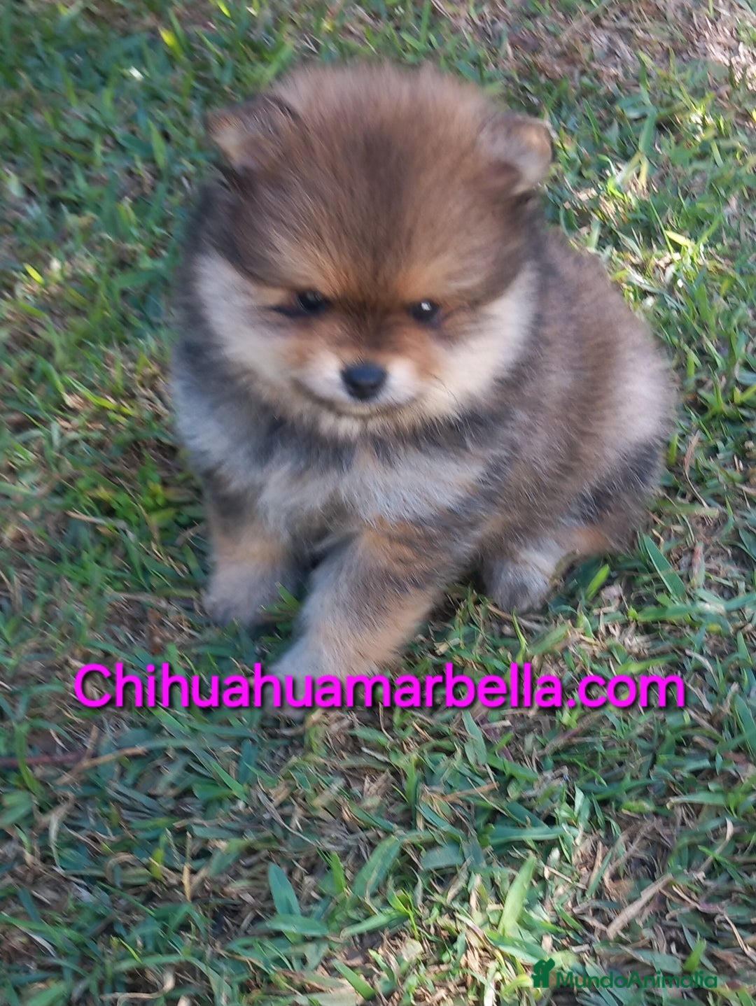 Pomerania perros en venta: Pomerania hembra  - Anuncio 2