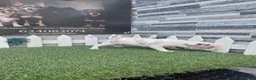 Chihuahua perros en venta: Chihuahua - Anuncio 1