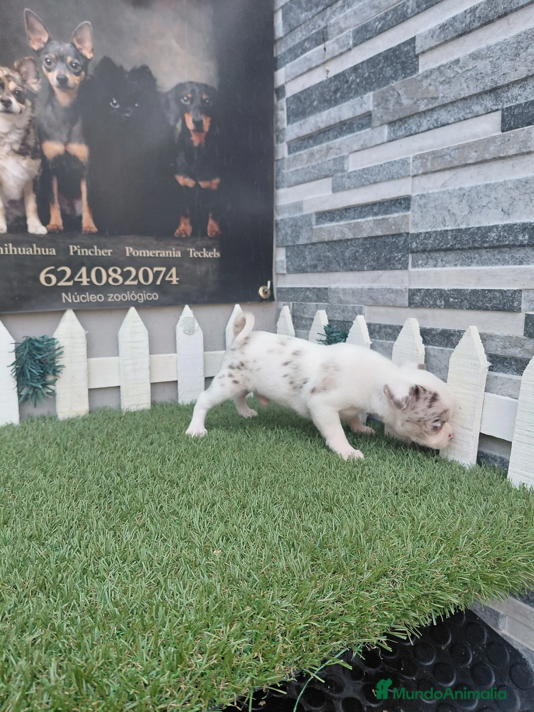 Chihuahua perros en venta: Chihuahua - Anuncio 1