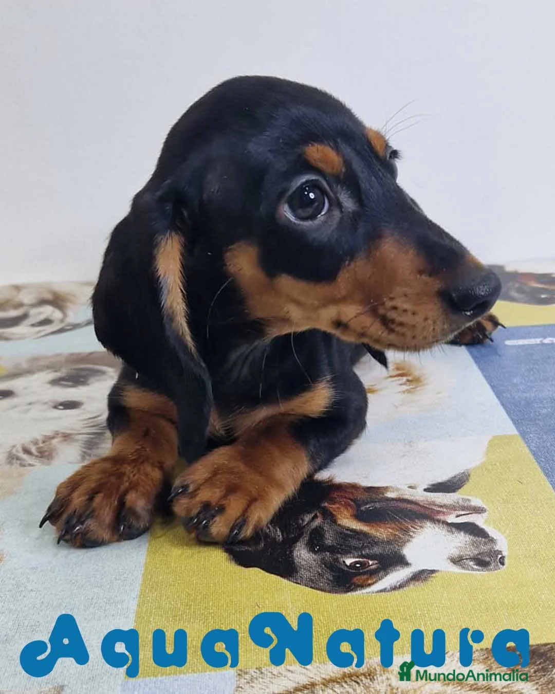 Teckel perros en venta: Teckel Hembra 0052 - AQUANATURA en Barcelona - Anuncio 9