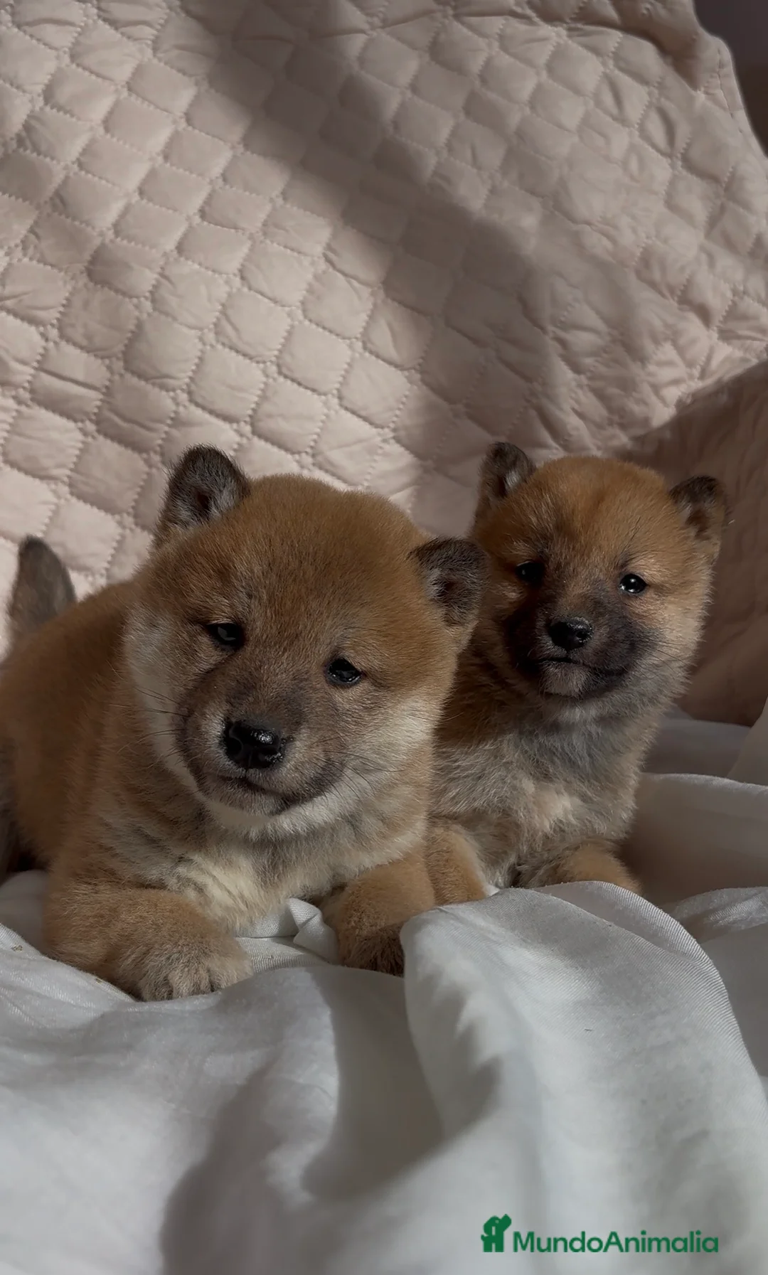 Shiba Inu perros en venta: Shiba Inu - Anuncio 1