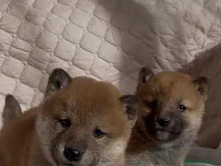 Shiba Inu perros Shiba Inu - Anuncio 1