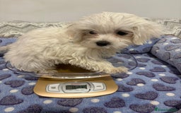 Bichón Maltés perros en venta: Bichon maltés toy  - Imagen 10
