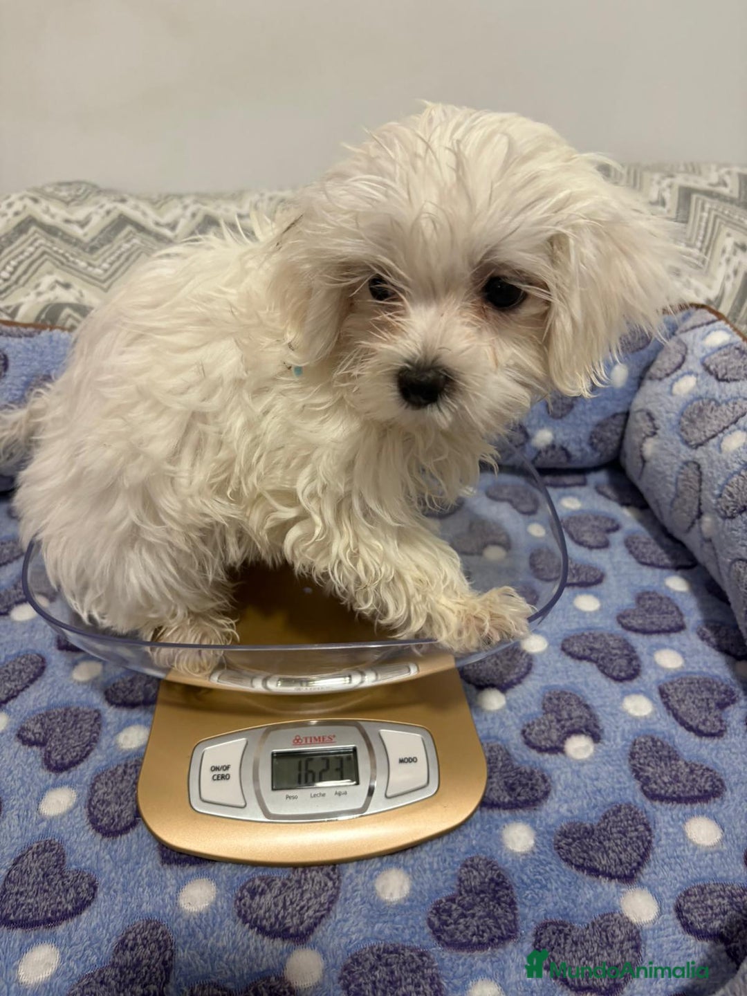 Bichón Maltés perros en venta: Bichon maltés toy  - Imagen 10