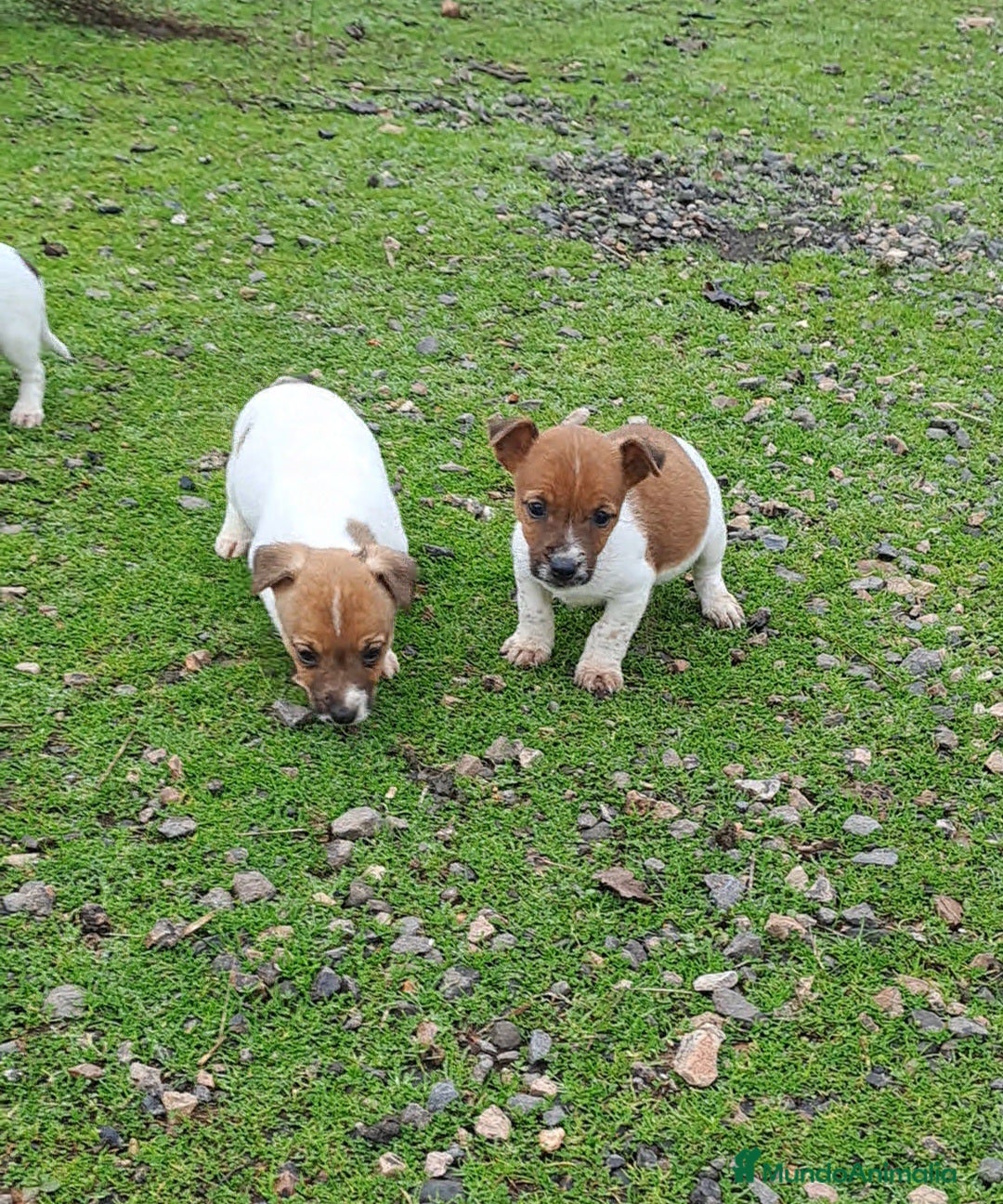 Jack Russell Terrier perros Jack russell  - Anuncio 32