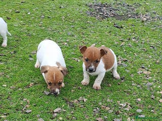 Jack Russell Terrier perros Jack russell - Anuncio 23