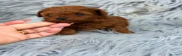 Caniche Toy perros en venta: Caniche toy rojo pimentón 🐾 - Anuncio 3