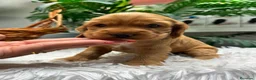 Cocker Spaniel Inglés perros en venta: COCKER HEMBRA  - Anuncio 6