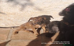 Pinscher Miniatura perros en adopcion: Mestizo de mini pincher  - Imagen 3