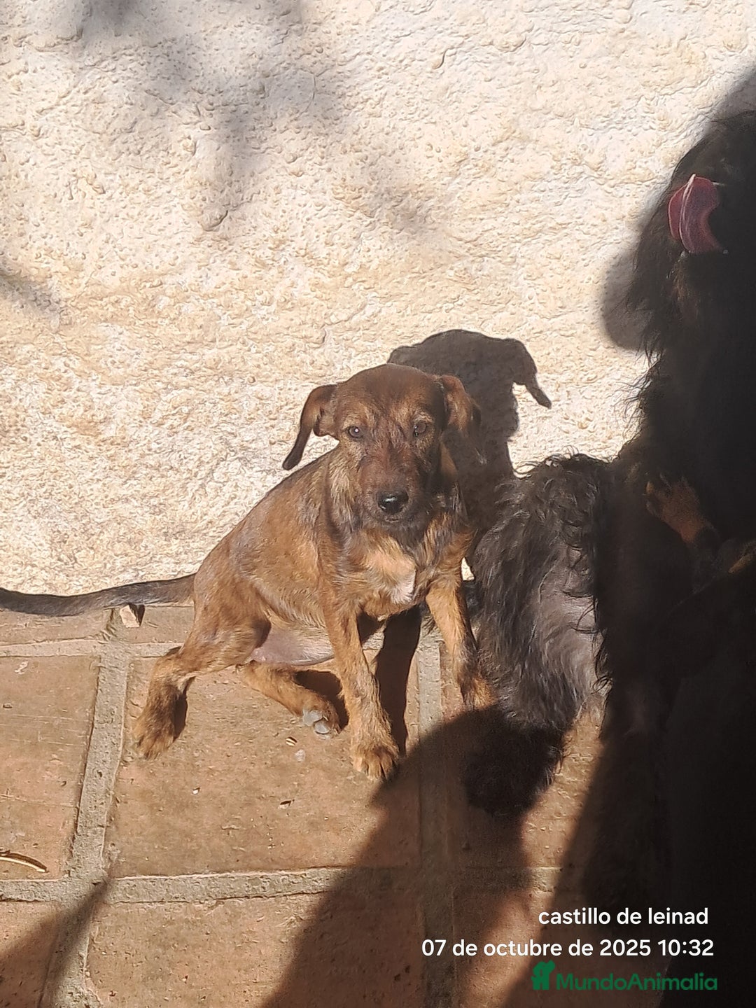 Pinscher Miniatura perros en adopcion: Mestizo de mini pincher  - Imagen 3