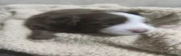 Border Collie perros en venta: Se venden border collie - Anuncio 6