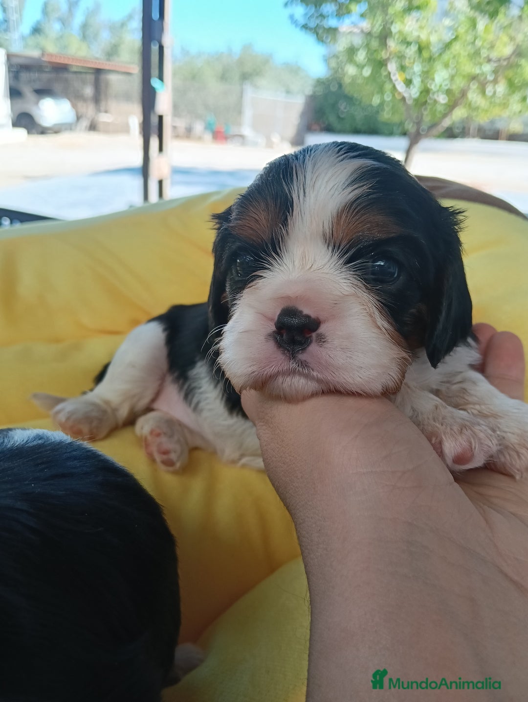 Cavalier King Charles Spaniel perros en venta: Cachorros Cavalier King Charles de alta calidad - Imagen 3