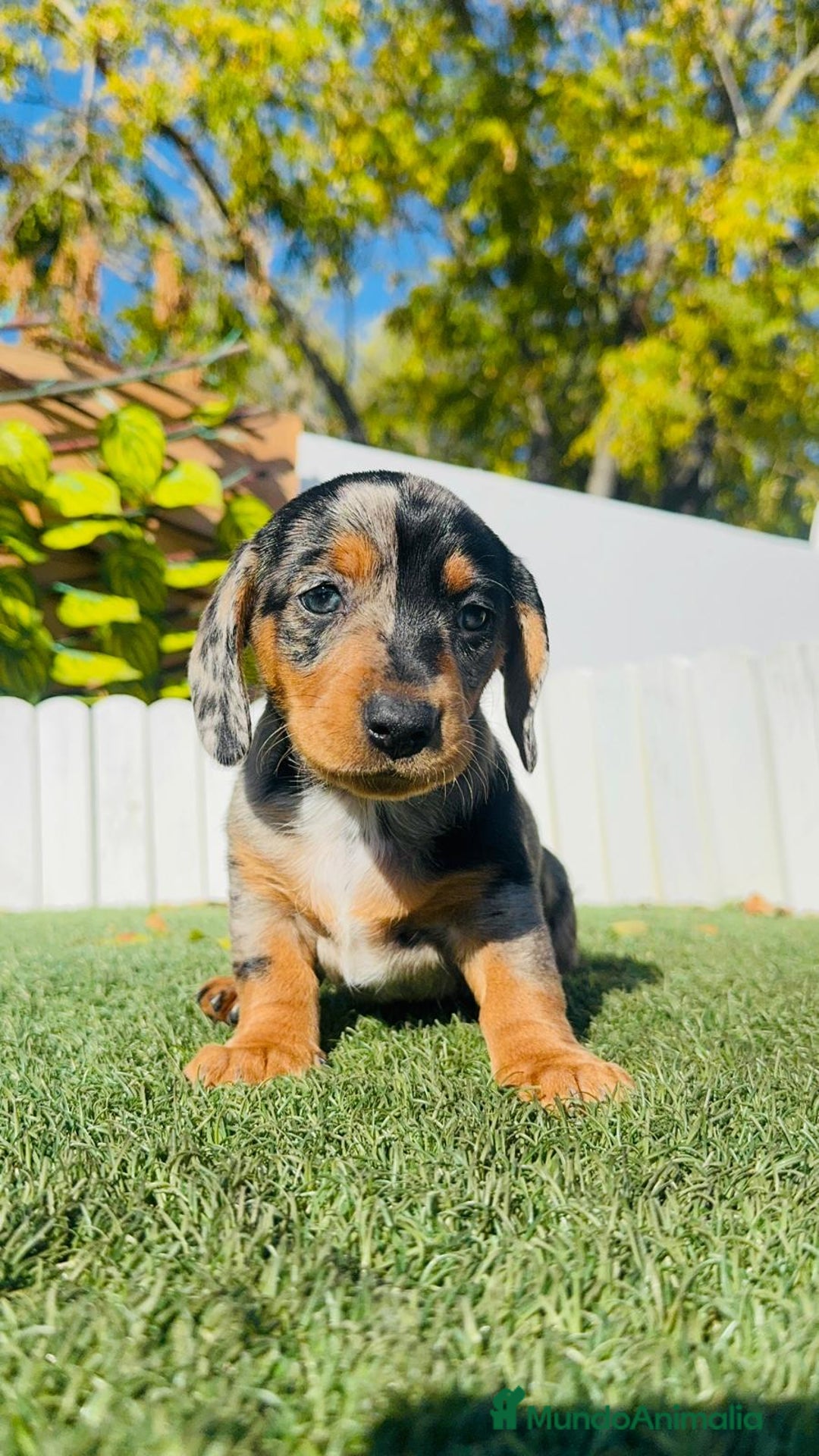 Teckel Miniatura perros en venta: TECKEL MINIATURA HEMBRA - Anuncio 5