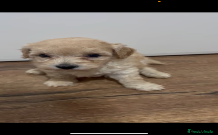 Maltipoo perros - Anuncio 1