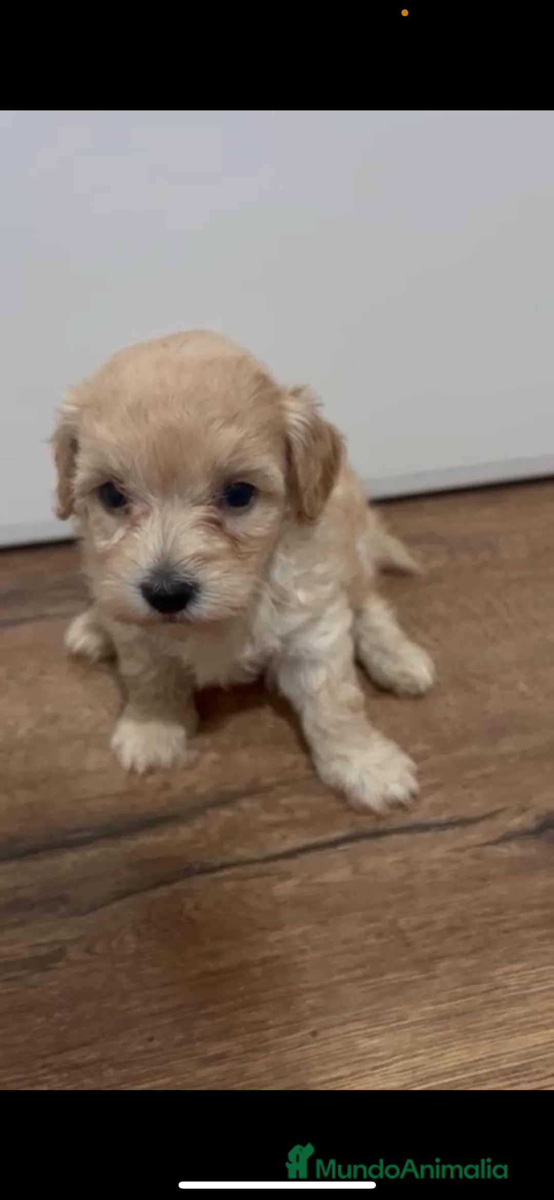 Maltipoo perros en venta: camada de maltipoo - Imagen 1