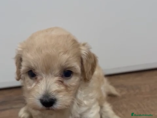 Maltipoo perros - Anuncio 14