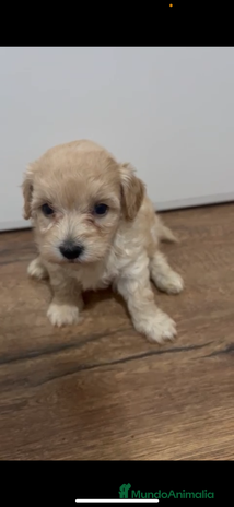 Maltipoo perros - Anuncio 4