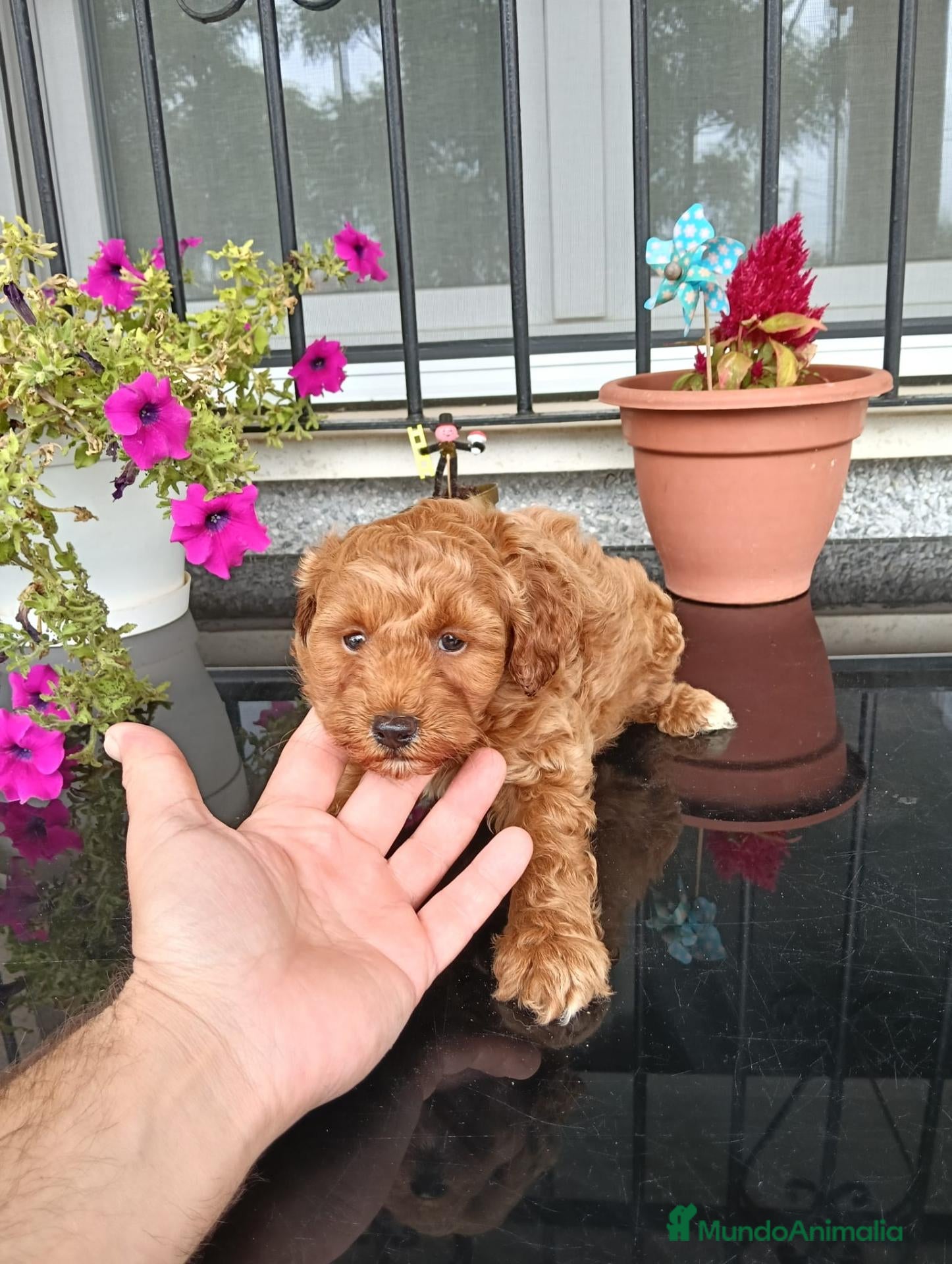 Maltipoo perros maltipoo - Anuncio 2