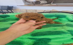 Caniche Toy perros en venta: CANICHES CALIDAD Y SELECCIÓN  - Imagen 1