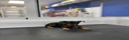Pinscher Miniatura perros en venta: Cachorros Mini Pinscher 500€ ¡PRECIO REAL! - Anuncio 4