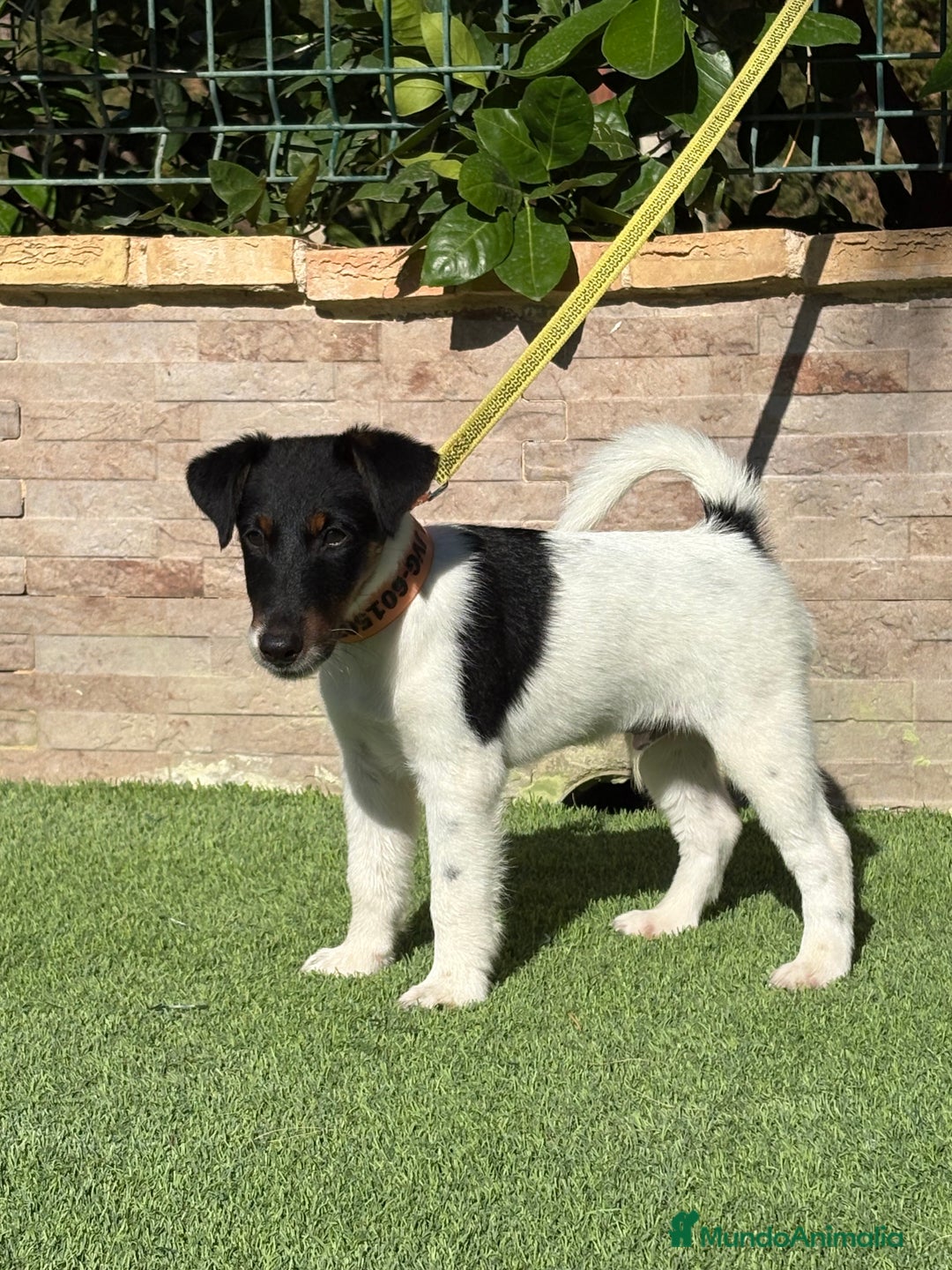 Fox Terrier de Pelo Liso perros en venta:  Preciosos Fox terrier pelo liso  - Imagen 6