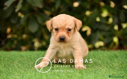 Labrador Retriever perros en venta: Labrador retriever disponibles.  - Imagen 6
