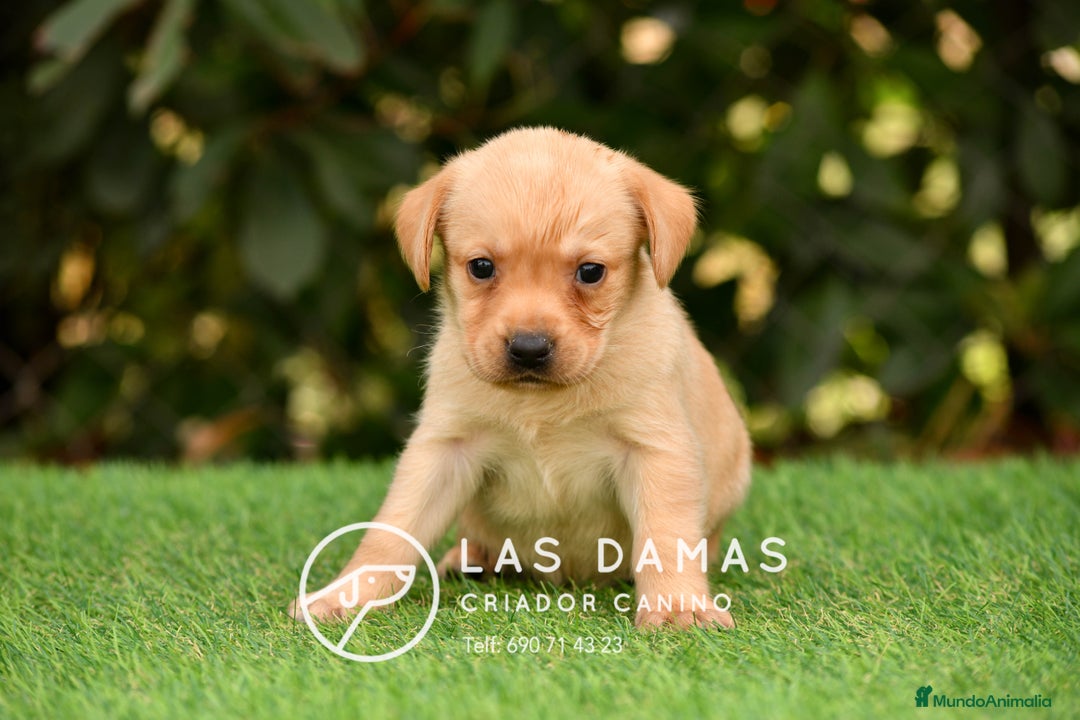 Labrador Retriever perros en venta: Labrador retriever disponibles.  - Imagen 6