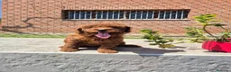 Caniche Toy perros en venta: Caniche toy asiático teacup  en Girona - Anuncio 9