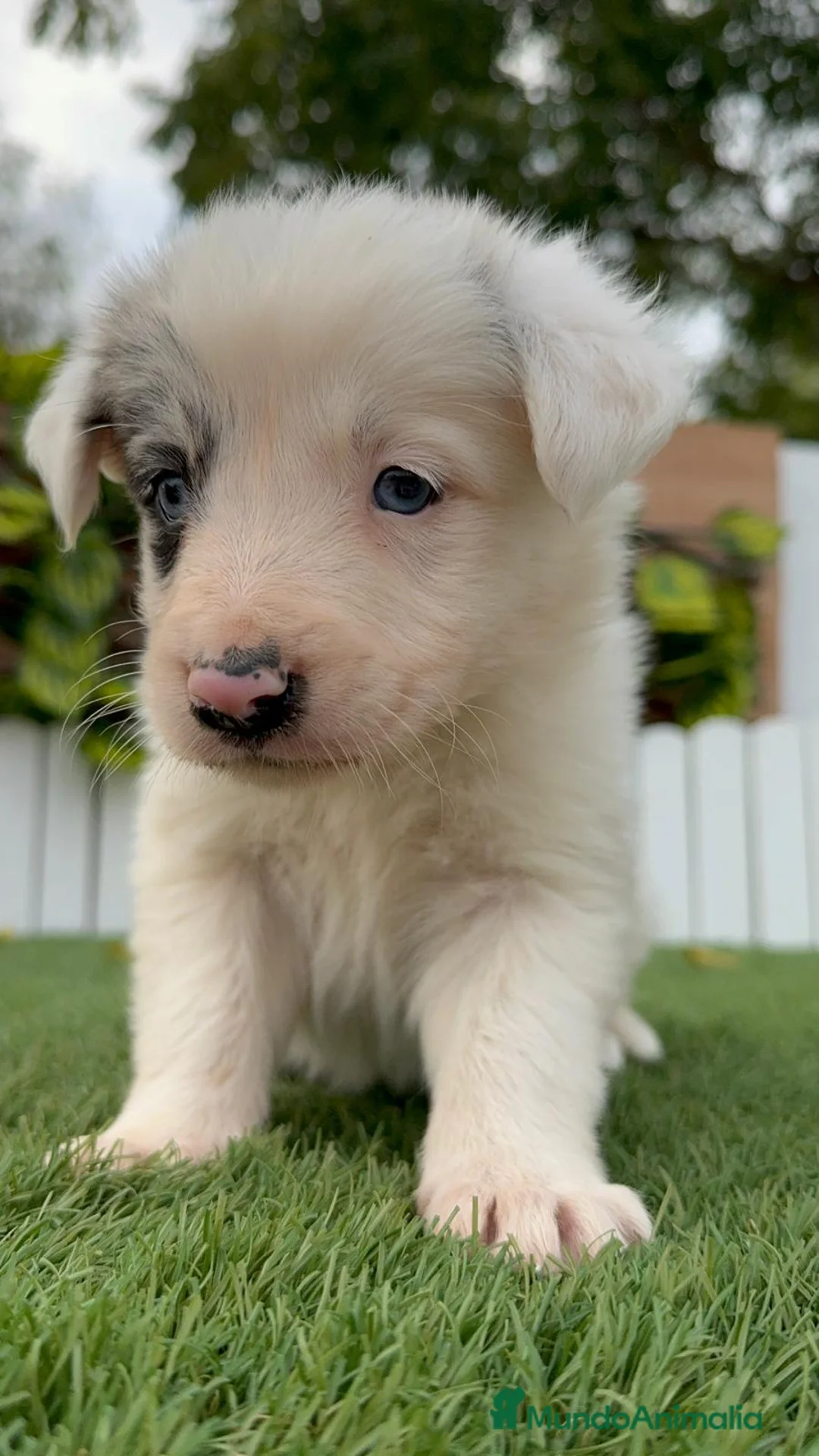 Border Collie perros en venta: BORDER COLLIE MACHO Y HEMBRA en Madrid - Anuncio 11