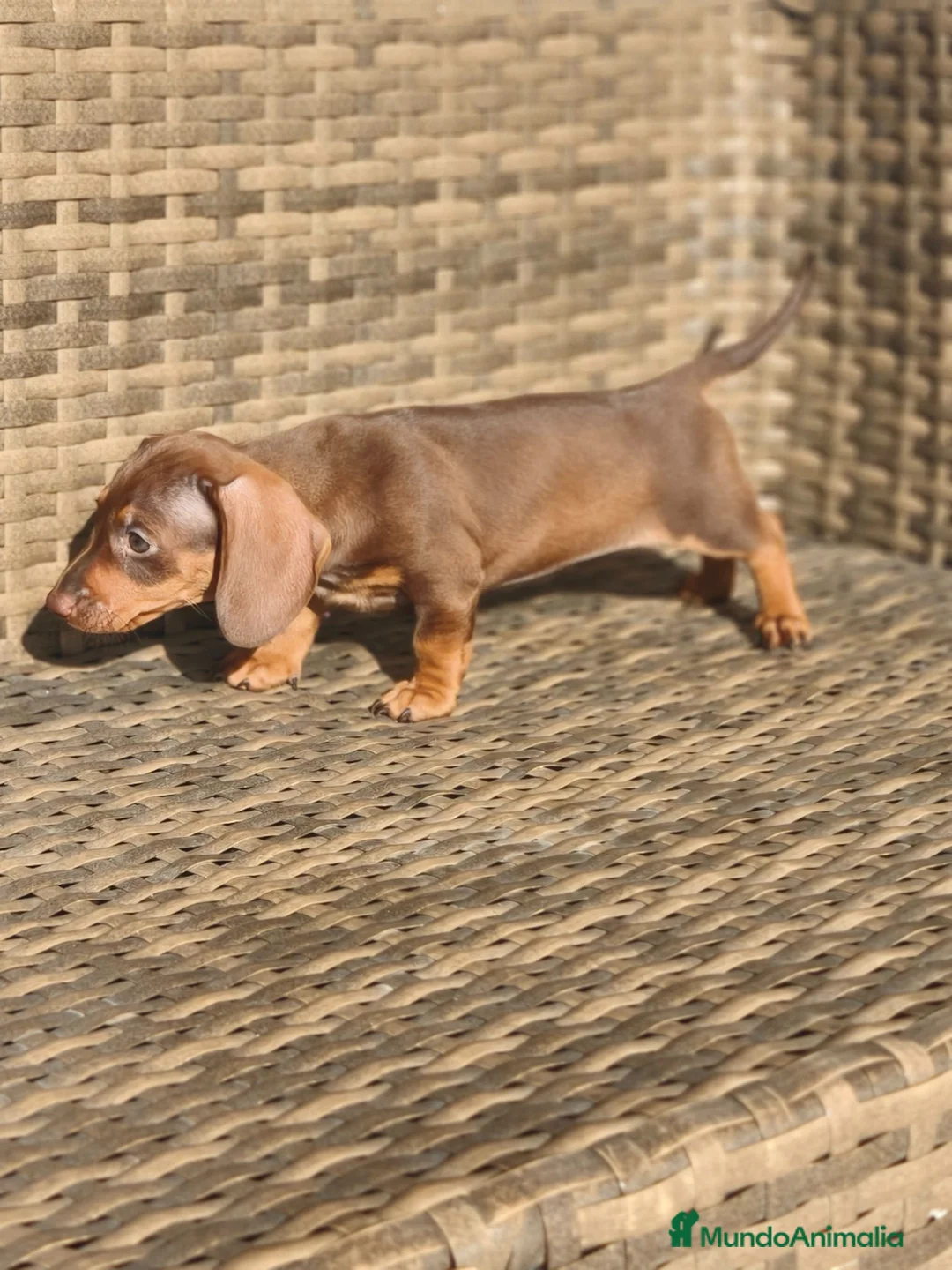 Teckel Miniatura perros en venta: Teckel Mini chocolate hembra y macho  - Anuncio 23