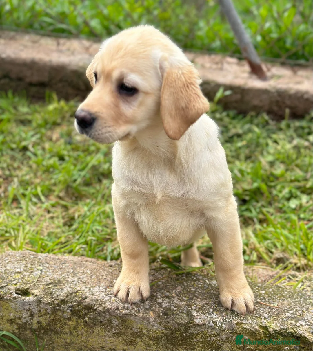 Labrador Retriever perros en venta: Labrador rubio en Barcelona - Anuncio 2