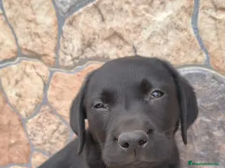 Labrador Retriever perros Disponible hembra labrador retriever - Anuncio 1