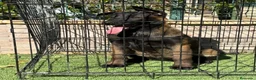Pastor Belga Malinois perros en venta: Cachorra pastor belga Malinois  - Anuncio 1