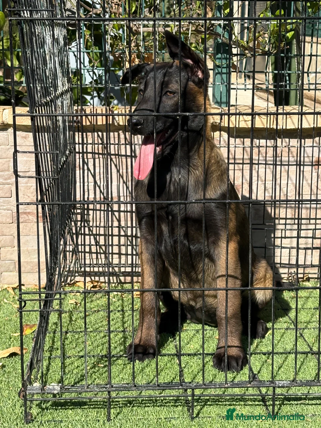 Pastor Belga Malinois perros en venta: Cachorra pastor belga Malinois  - Anuncio 1