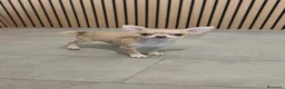 Chihuahua perros en venta: Chihuahua Toy  - Anuncio 9