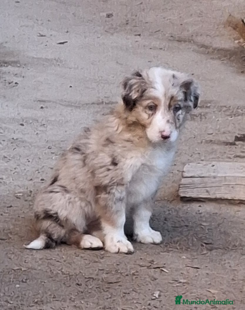 Border Collie perros Boder collie Madrid - Anuncio 2