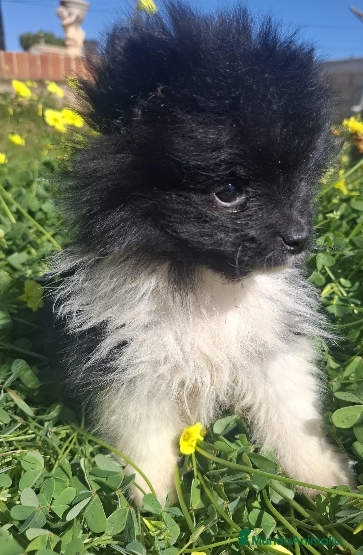 Pomerania perros CACHORRO POMERANIA - Anuncio 2