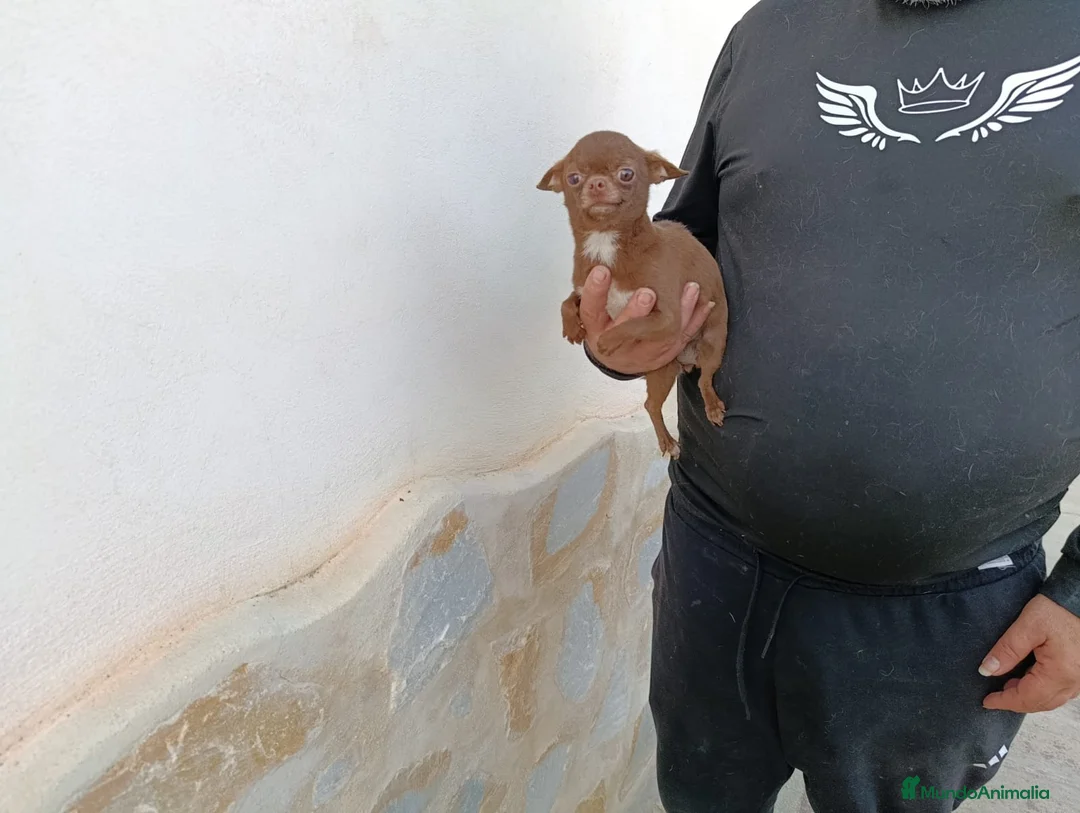 Chihuahua perros en venta: Chihuahua chocolate  - Anuncio 2
