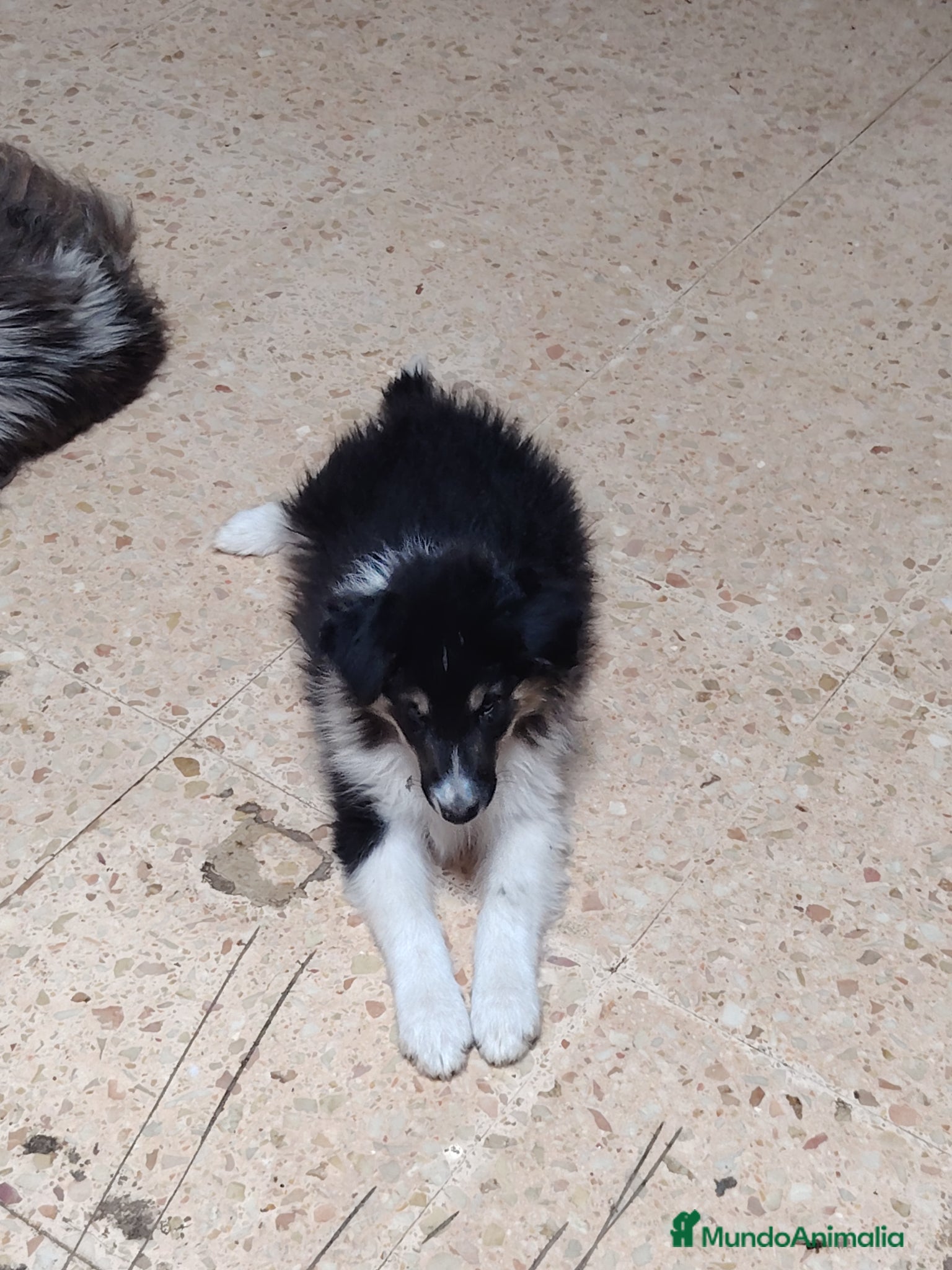 Collie de Pelo Largo perros en venta: Rough collie  - Anuncio 2