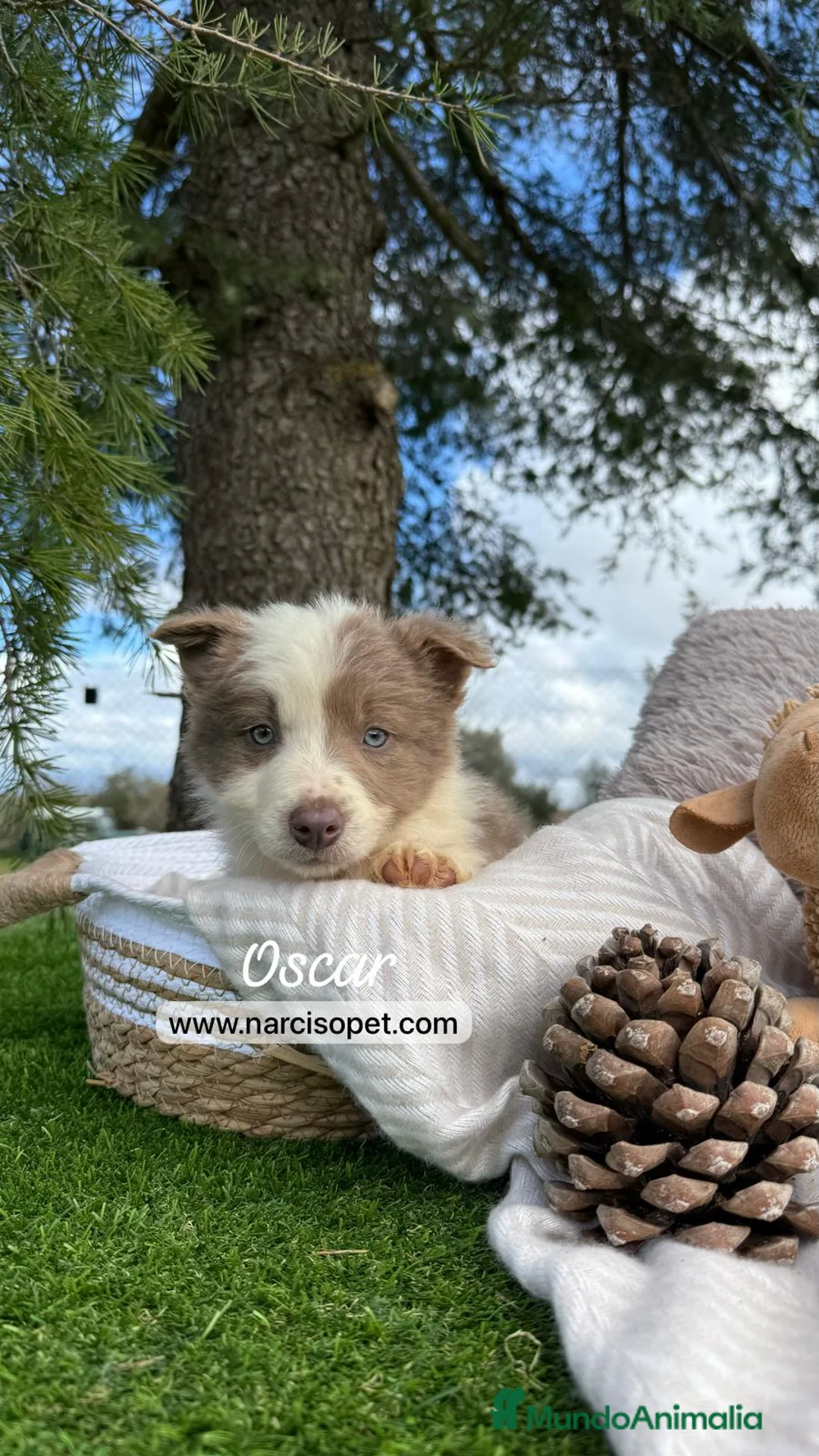 Border Collie perros en venta: VENTA BORDER COLLIE LILAC en Asturias - Anuncio 1