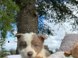Border Collie perros VENTA BORDER COLLIE LILAC en Asturias - Anuncio 24