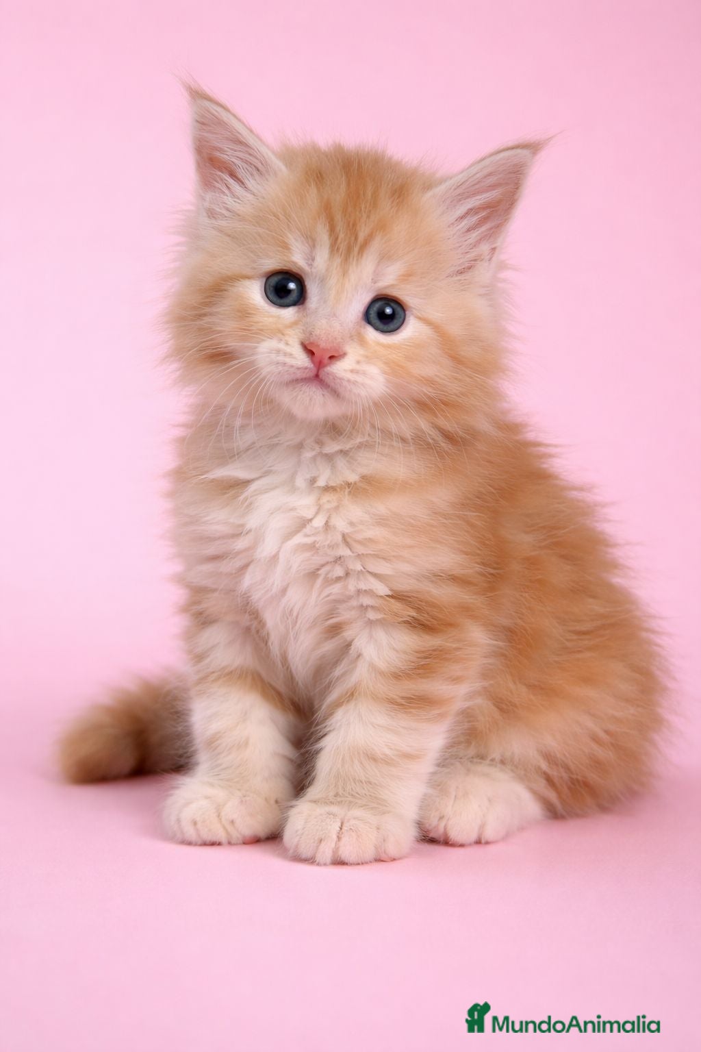 Maine Coon gatos Hembra de Maine Coon  - Anuncio 1