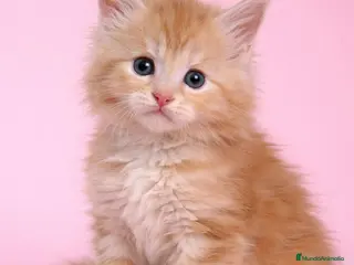 Maine Coon gatos Hembra de Maine Coon - Anuncio 1