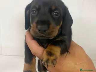 Teckel Miniatura perros Teckel Macho de Tita Junior y Tilo AQUANATURA - Anuncio 9