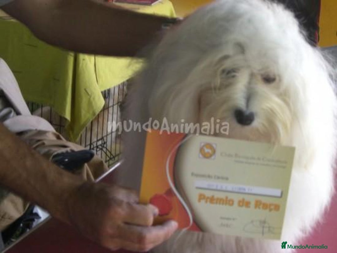 Imagen de galería {{count}}