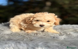 Caniche Toy perros en venta: Caniche Toy Apricot  - Anuncio 2