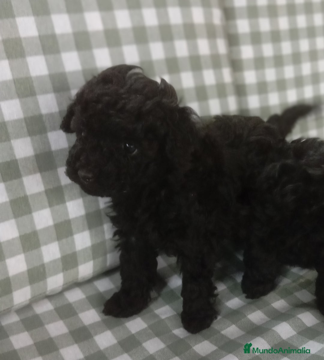 Caniche Toy perros en venta: Caniches Toy - Anuncio 6